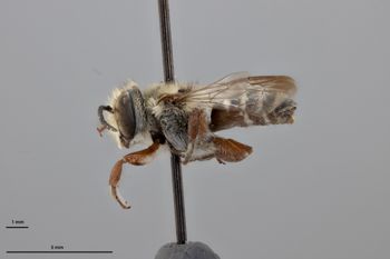 Media type: image;   Entomology 788850 Aspect: habitus lateral view